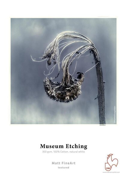 Getrocknete Blume mit gebogenen Stängeln vor unscharfem Hintergrund, darunter Text zu Museum Etching Baumwollpapier