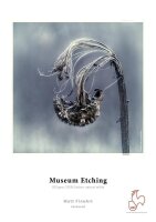 Getrocknete Blume mit gebogenen Stängeln vor...